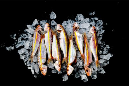 ברבוניה פס צהוב