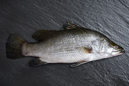 ברמונדי כ- 800 גרם